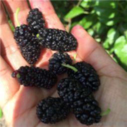 筑牢丰收基石 如何寻找可靠的农作物种子批发货源与供应信息