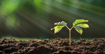 亚马逊农作物种子准售与禁售政策详解 合规销售指南与注意事项