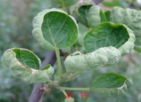 农作物为何缺钙、如何补钙及钙肥选择指南