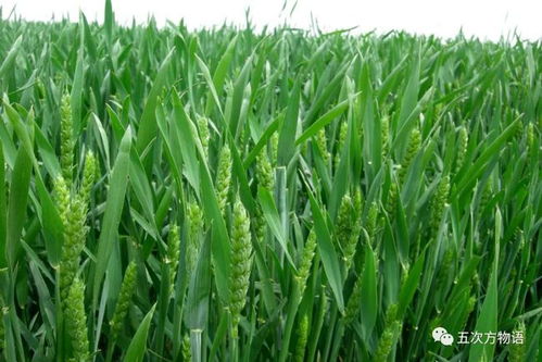 探寻我国粮食作物与种子的多样性