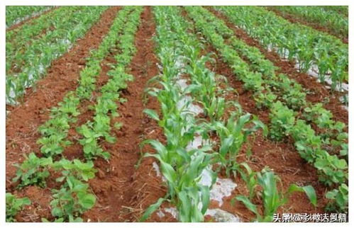 巧用套种，一田双收 与玉米高效搭配的作物与蔬菜指南