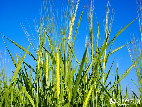 观云台 守护高原粮仓，云南这个县如何保障青藏高原八成青稞用种需求