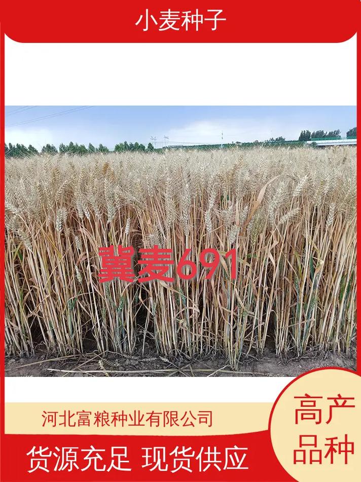 小麦种子 粮食安全的基石与农业发展的关键
