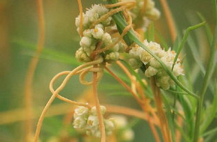 \n##### “被唾弃的害草刈不完茎了生—而它也像月食承载月的辉”:启示收种子隐秘~\n\n## 