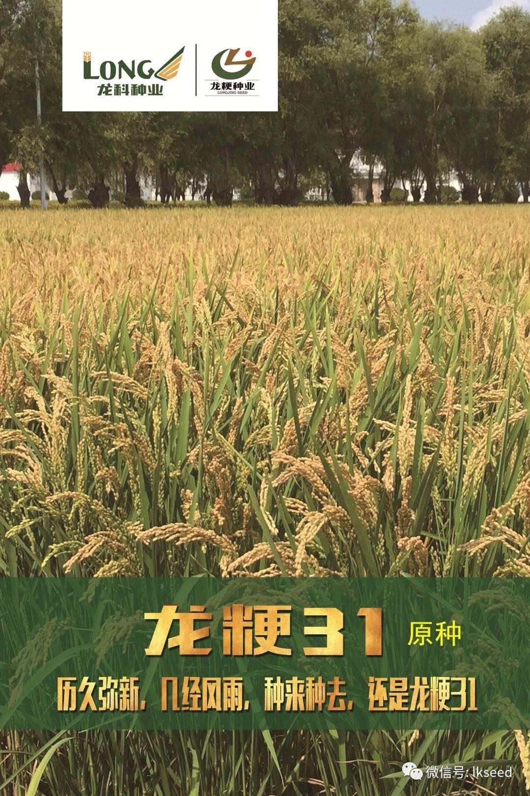 龙粳31号水稻种子 高产优质育种的黄金之选